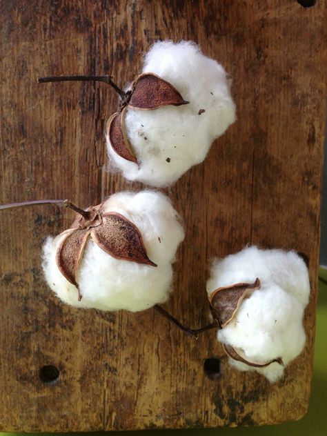 Cotton Painting, Cotton Boll, Cotton Stems, Cotton Fields, Deco Nature, Cotton Plant, Sweet Home Alabama, Cotton Balls, Seed Pods