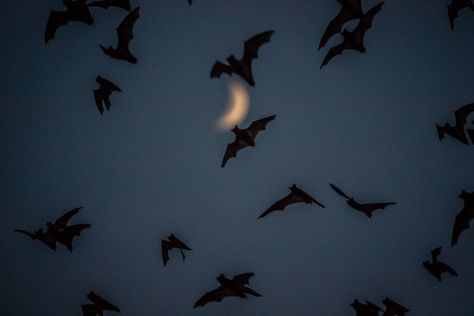 Vampire Asthetic Picture, Goth Wallpaper Desktop, Emo Desktop Wallpaper, Halloween Pc Wallpaper, Gothic Wallpaper Laptop, Bats Aesthetic, Bat Aesthetic, Bat Background, Gothic Wallpaper