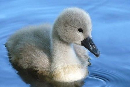 Geese Pictures, Swan Drawing, Baby Swan, Trumpeter Swan, Mute Swan, Swan Song, Animal References, Ugly Duckling, Angel Aesthetic