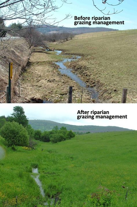 Riparian Grazing: Can We Just Do The Right Thing? – On Pasture Pasture Management, Sustainable Food Systems, Do The Right Thing, Water Bodies, Water Sources, Sustainable Food, Water Quality, Permaculture, Property Management