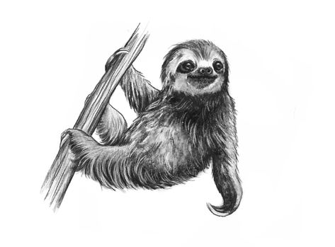 Sloth Drawing Realistic, Realistic Sloth Tattoo, Cute Animal Tattoo Ideas, Sloth Tattoo Design, Sloth Sketch, Creepy Sloth, Sloth Drawing, Sloth Tattoo, Realistic Animal Drawings