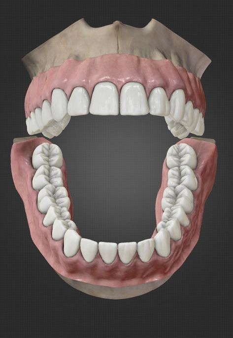 Teeth Projects For Kids, Teeth Anatomy, Dental Aesthetics, Diamond Teeth, Dental Anatomy, Dental Technician, Teeth Art, Dental Logo, Medicine Student