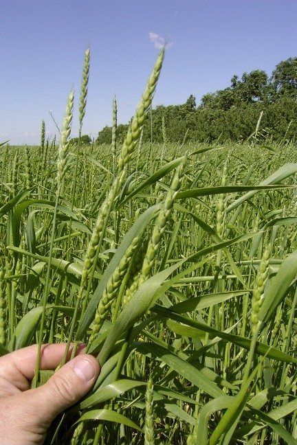 Wheat Garden, How To Grow Wheat, Grow Wheat, Growing Wheat, Aesthetic Gardening, Gardener Aesthetic, Wheat Flower, Garden Nails, Gardening Aesthetic