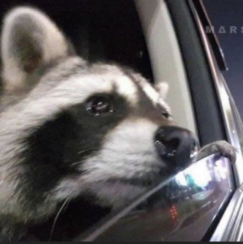 Omw Reaction Pic, Looking Out Of Car Window, Pet Raccoon, Cute Raccoon, Raccoon Funny, Silly Cats Pictures, Trash Panda, Silly Animals, Racoon