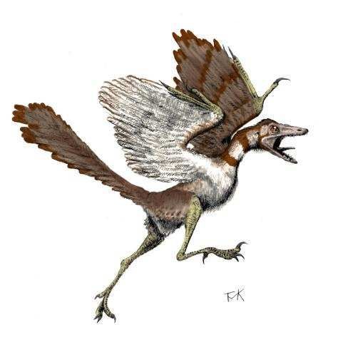 Lone Pine Mountain Devil - Cryptid Wiki Wild Animals Attack, Feathered Dinosaurs, Raptor Dinosaur, Lone Pine, Dinosaur Images, Pine Mountain, Humanoid Creatures, Lecture Notes, Modern Birds