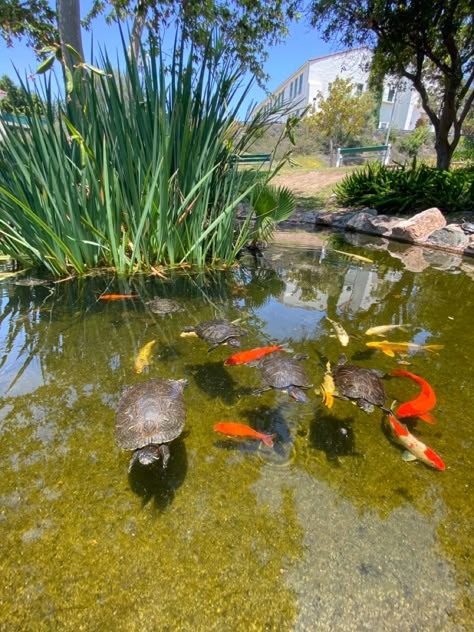 Natural Turtle Pond, Aquatic Turtle Tank Ideas, Turtle Aquarium Ideas, Cool Fish Tank Ideas, Indoor Turtle Pond, Turtle Tank Ideas, Turtles In Pond, Pond With Koi Fish, Aquatic Turtle Tank