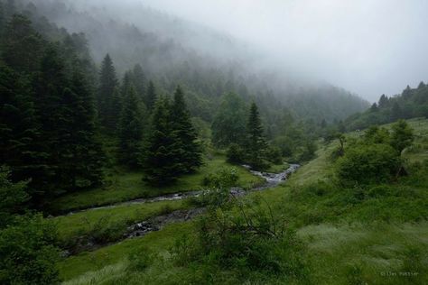 Dark Naturalism, Foggy Mountains, Foggy Forest, Nature Aesthetic, Pretty Places, Green Aesthetic, Lush Green, Mother Earth, Pretty Pictures