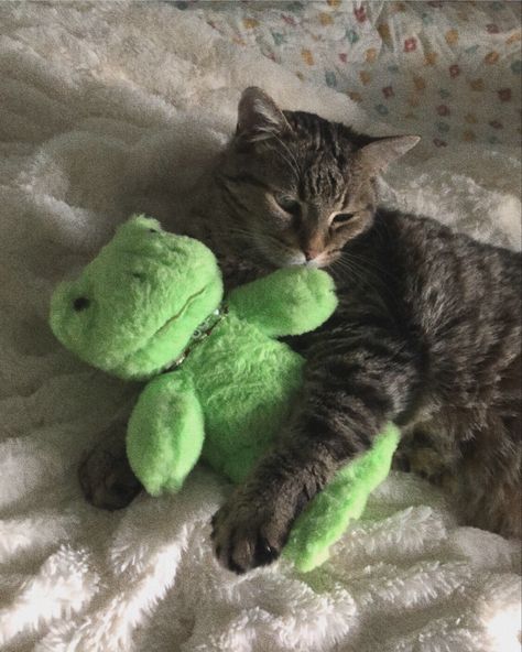 Pet Frog Aesthetic, Frog Stuffie, Buildabear Frog, Frog Core, Frog Teddy, Cat And Frog, Bab Frogs, Build A Bear Frog, Silly Frog