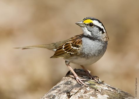 white-throated sparrow. This little guy has the most innocent sounding and sweet song. Sparrow Art, Sparrow Bird, Tiny Bird, Late Fall, Backyard Birds, Bird Pictures, Animal Sketches, Birds Tattoo, Pretty Birds