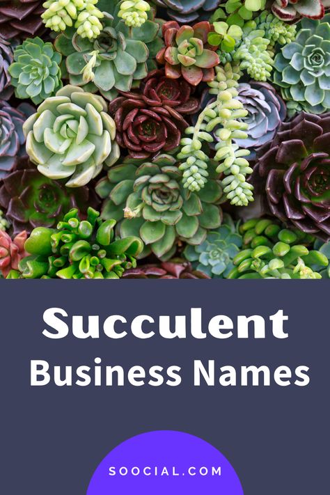 Plant Business Name Ideas, Plant Shop Name Ideas, Plant Shop Names, Succulent Business, Succulent Workshop, New Business Names, Cactus Names, Coffee Shop Names, Coffee Names