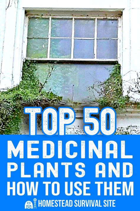 Herbs For Health Drying Plants, Herbalism Recipes, Pioneer Skills, Medicinal Recipes, Medicine Plants, Natural Pharmacy, Medical Plants, Medicinal Wild Plants, Medicine Garden