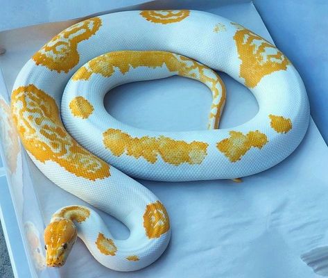 Albino Ball Python, Rare Ball Python Morphs, Ball Python Albino, Albino Burmese Python, Burmese Python, Pet Snakes, Reticulated Python, Colorful Snakes, Pretty Snakes