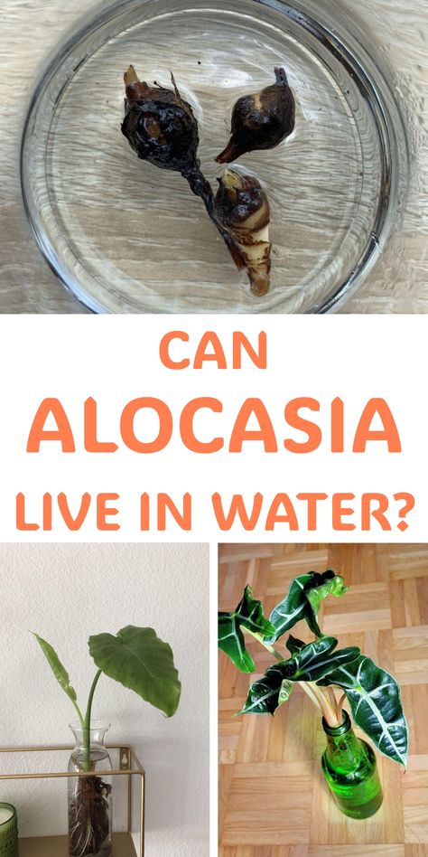 Can Alocasia live in water? A bowl with Alocasia bulbs, one with their roots visible, and two healthy Alocasia plants growing in water. Alocasia Propagation, Alocasia Plant Care, Alocasia Amazonica Care, How To Grow Alocasia Corm, Alocasia Regal Shields, Alocasia Wentii Care, Alocasia Red Secret, Water Propagation, Plants Grown In Water