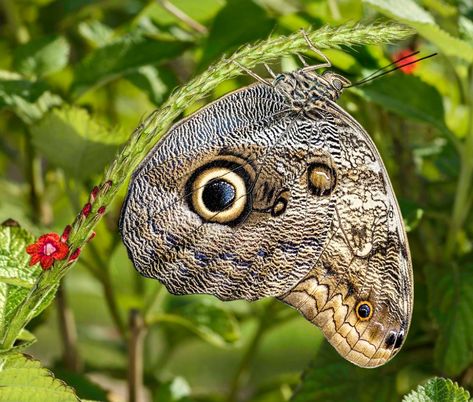 Beautiful Moths, Owl Butterfly, Interesting Insects, Mariposa Butterfly, Types Of Butterflies, Winged Creatures, Chicago Botanic Garden, Moth Caterpillar, Wonderful Nature