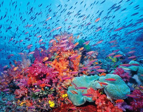 Coral reef Coral Reef Horizontal, Coral Reef Aesthetic, Coral Reef Biome, Ocean Moodboard, Evs Project, Mood Board Aesthetic, Ocean Aquarium, Board Aesthetic, Salt Water Fish