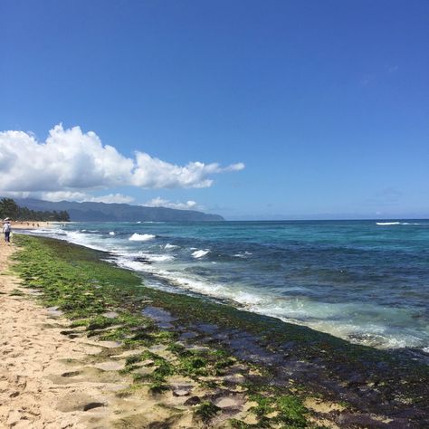 #hawaii #beach #blue #sand #icon #aesthetic #laniakea #laniakeabeach #summer #vacation #island #calm #water Hawaii Icons, Vacation Island, Beach Blue, Hawaii Beach, Hawaii Beaches, Calm Water, Summer Vacation, Hawaii, Water