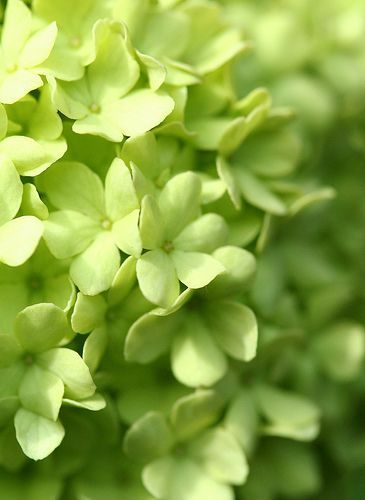 Light Green Aesthetic, Honeydew Green, Green Hydrangea, All Things Green, Peridot Green, Simple Green, Green With Envy, Green Nature, Green Wallpaper