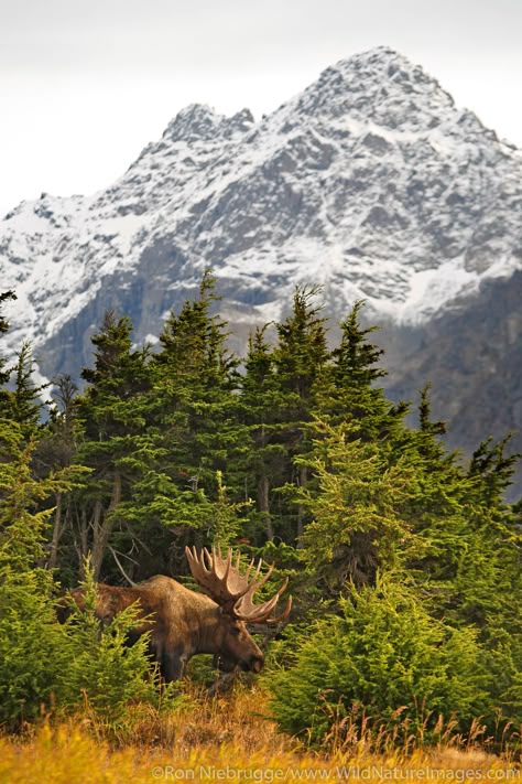 Moose | Ron Niebrugge Photography Alaska Nature, Moose Pictures, Bull Moose, Alaska Trip, Image Nature, Mule Deer, Alaska Travel, Mountain Range, Aruba