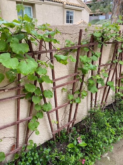 Grape vines growing in spring to grow grapes Grape Vine Garden Ideas, Grapes On Trellis, Grapes In The Garden, Grape Vine Fence Ideas, Growing Grapes On A Fence, Wine Garden Ideas, Grape Trellis Ideas Backyards, Growing Grapes In Containers, Grape Vine Garden