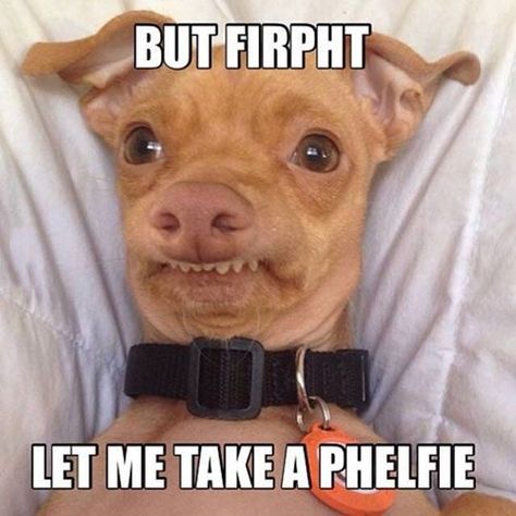 You Look Fabulouph, phteven! Friend Humor, Funny Sites, Behind Blue Eyes, Funny Dog Pictures, Funny Animal Memes, E Card, Funny Animal Pictures, Dog Memes, Animal Memes