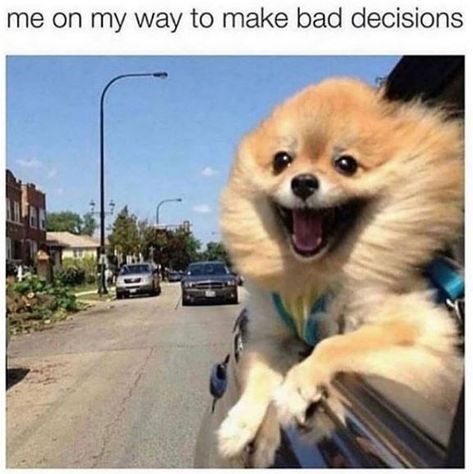 Rollin' In The Mud Doggo Memes (22 Dog Memes) - I Can Has Cheezburger? Small Dog, A Dog, Dogs, Funny