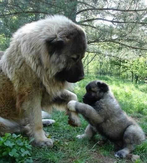 Caucasian Ovcharka - American Kennel Club Caucasian Ovcharka, Leonberger Dog, Caucasian Shepherd Dog, Caucasian Shepherd, Huge Dogs, Giant Dogs, Bear Dog, Rhodesian Ridgeback, Weimaraner