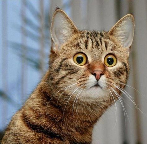 Cats Reactions To Owners Meowing Back At Them - I Can Has Cheezburger? Funny Cat Captions, Shocked Cat, Cat Expressions, Funny Cat Faces, Funny Animals With Captions, Airbrush Art, Cats Meow, All About Cats, Funny Animal Pictures