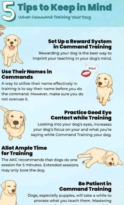 5 tips to keep in mind Puppy Training Guide, Dog Commands, Dog Minding, Dog Advice, Dog Behavior Problems, Basic Dog Training, Dog Training Treats, Dog Health Tips, Best Dog Training