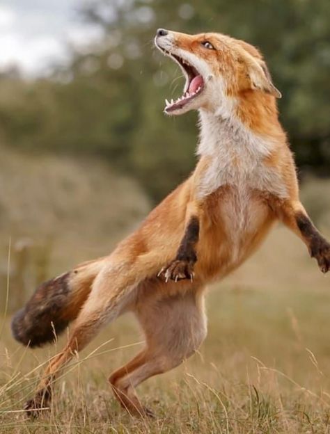 Fox Anatomy Study, Animal Photography Reference, Animals In Action Photography, Fox With Mouth Open, Animal Reference Photos Action Poses, Fox Mouth Open, Fox Anatomy Reference, Animal Dynamic Poses, Animals In Motion Photography