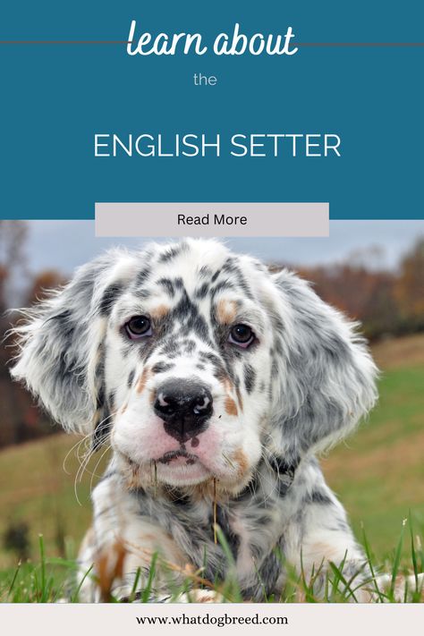 An elegant English Setter staring proudly, epitomizing the grace and charm of this classic canine companion in our detailed guide. English Setter Puppies, English Setter Dogs, English Setters, What Dogs, English Setter, Future Family, Types Of Dogs, Canine Companions, The Grace