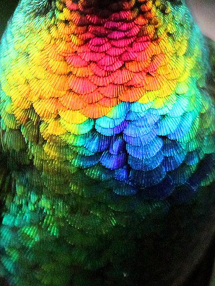 A close-up of the Fiery-throated Hummingbird's feathers, by Tim Avery