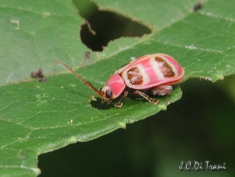 Pink Leaf Beetle, Beatles Painting, Leaf Beetle, Bug Collection, Cool Bugs, Pink Leaves, Beautiful Butterflies, Nature Lover, Bugs