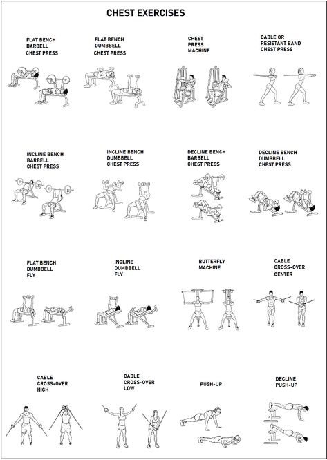 Basic Exercise, Resistance Exercises, Chest And Back Workout, Muscle Building Women, Workout Programs For Women, Weight Gain Workout, Workout Program Gym, Gym Workout Plan For Women, Chest Exercises