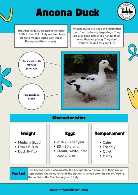 Farm Ducks, Ancona Ducks, Duck Care, Male Duck, Backyard Homestead, Pekin Duck, Duck Breeds, Runner Ducks, Funny Anecdotes