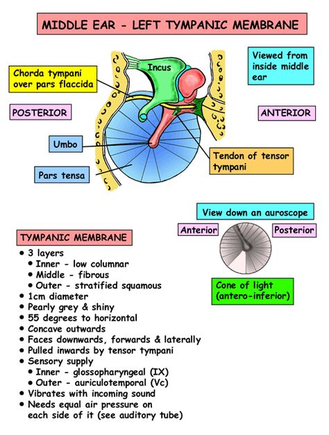 Instant Anatomy - Head and Neck - Areas/Organs - Ear - Tympanic membrane Tympanic Membrane Anatomy, Ear Notes, Middle Ear Anatomy, Anatomy Of The Body, Human Ear Anatomy, Tympanic Membrane, Anatomy Head, Ear Anatomy, Dental World