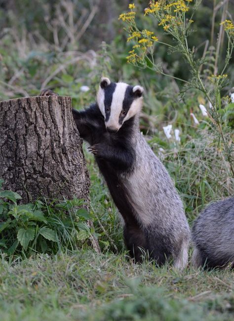 pagewoman: “ Badger and friend by Martin Rogers ” Badger Images, Tier Tattoo, Animal Study, Honey Badger, British Wildlife, Wildlife Animals, Woodland Creatures, Animals Of The World, Forest Animals