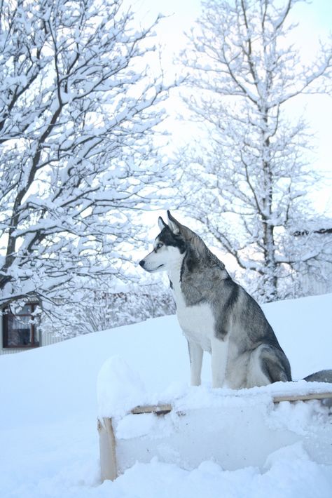 Alaska Aesthetic, Caine Husky, Alice Kellen, Wolf Husky, Cute Husky, Husky Lover, Siberian Husky Dog, Husky Mix, A Husky