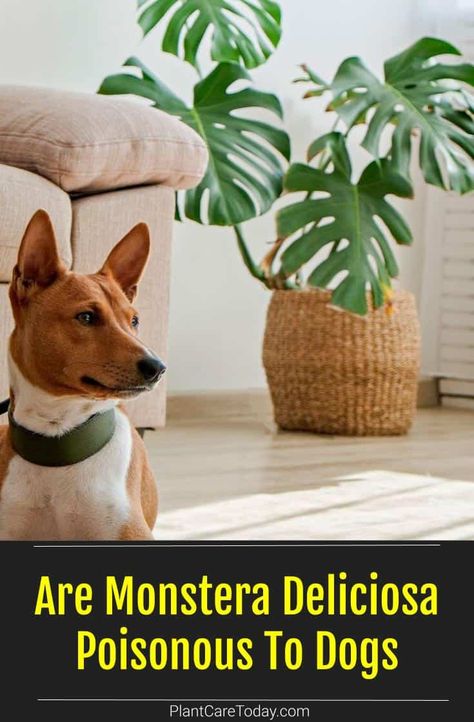 Monstera is a well-known houseplant containing calcium oxalates that are considered toxic. Learn if your Monstera is toxic to dogs. Plants Poisonous To Dogs, Plants Toxic To Dogs, Dog Safe Plants, Toxic To Dogs, Monstera Plants, Houseplant Care, Poisonous Plants, Monstera Plant, House Plant Care