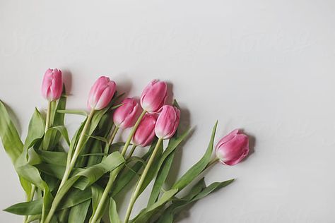 Flower Laying On Table, Flowers Laying On Table, Flowers From Above, Diy Gifts Videos, Fruits And Flowers, Mac Wallpaper, Pink Tulips, Stock Photography Free, White Table