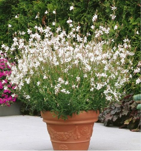 So White Gaura - masses of fluttering, white flowers that bloom from summer to frost. Great to attract butterflies. Grows to about 10" x 18", Blooms about June - October. Deciduous. White Gaura, Gaura Plant, Large Garden Pots, Patio Flowers, White Plants, Patio Plants, Garden Containers, Mediterranean Garden, White Gardens