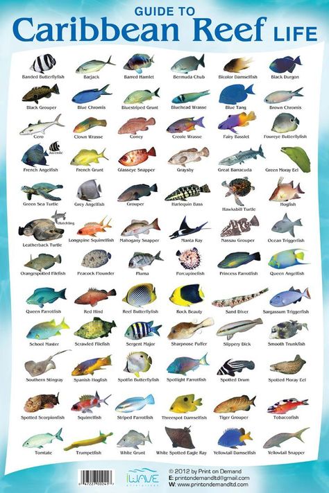 Which #fish found in the #Caribbean is your favorite? #mexico #cancun #water #ocean #sea #animals Diving With Sharks, Fish Chart, Coral Reef Fish, Bull Shark, Oranjestad, Salt Water Fish, Reef Fish, What What, Fish Species