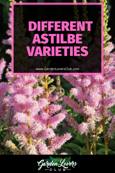 The Astilbe is a deer-resistant, perennial plant that thrives in shady areas of the garden. Its fluffy plumes look like cotton candy and complement well other shade-tolerant plants like caladiums, hostas, and heucheras. Also, the Astilbe’s frilly, delicate foliage blends perfectly among lacy, verdant ferns. The pop of Astilbe color really makes a statement in shady gardens. Astilbe Companion Plants, Astilbe Colors, Astilbe Japonica, Astilbe Arendsii, Shady Gardens, Flower Garden Plans, Shade Tolerant Plants, Magenta Flowers, Coral Bells