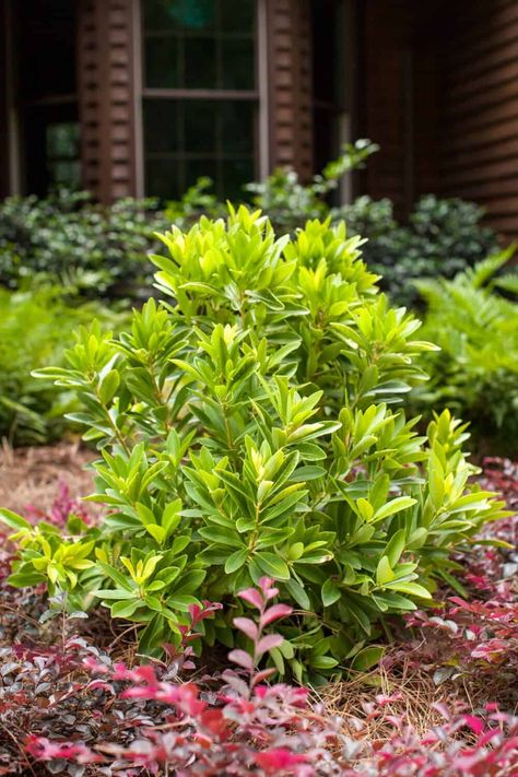 BananAppeal® Small Anise Tree - Plant Guide Anise Plant, Yellow Shrubs, Deer Proof Plants, Plants For Small Gardens, Foundation Planting, Front Landscaping, Plant Guide, Moon Garden, Tree Shop