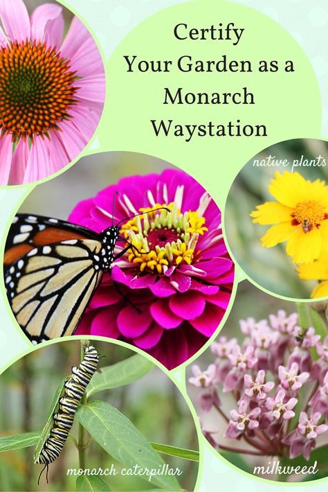 Monarch Waystation Design, Pollinator Habitat, Monarch Waystation, Monarch Butterfly Habitat, Eco Club, Backyard Habitat, Raising Butterflies, Meatless Dinners, Monarch Butterfly Garden