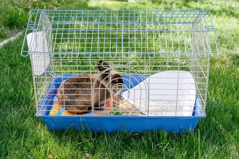 Rabbits can be messy, but if you stick to a daily and weekly schedule, it's not that hard to keep it clean and fresh. Bunny Cage, All About Rabbits, Pet Bunny Rabbits, Rabbit Cages, Bunny Cages, Rabbit Cage, Keep It Clean, Pet Bunny, Weekly Schedule