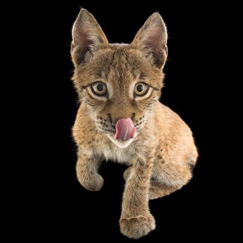 Say #hello to Cassanova a Eurasian lynx that is four and a half months old at Alabama Gulf Coast Zoo (@agczoo). #photoark #photooftheday by joelsartore Alabama Gulf Coast, Eurasian Lynx, Joel Sartore, Man Vs, Domestic Cat, National Geographic Photos, Gulf Coast, Lynx, Crazy Cat Lady