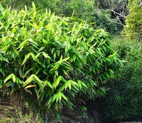 Plants For Full Sun, Tiger Grass, Large Backyard Landscaping, Sun Loving Plants, Bamboo Plant, Full Sun Plants, Australian Plants, Garden Types, Large Backyard