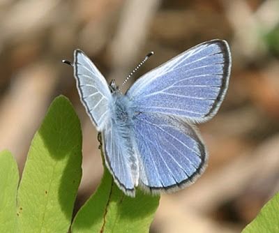 Info-Junction Blog: Silvery Blue Butterfly Blue Butterfly Tattoo, Plant Bugs, Silvery Blue, Animal Reference, Hummingbird Tattoo, Butterfly Kisses, America And Canada, Silly Animals, Wildlife Nature