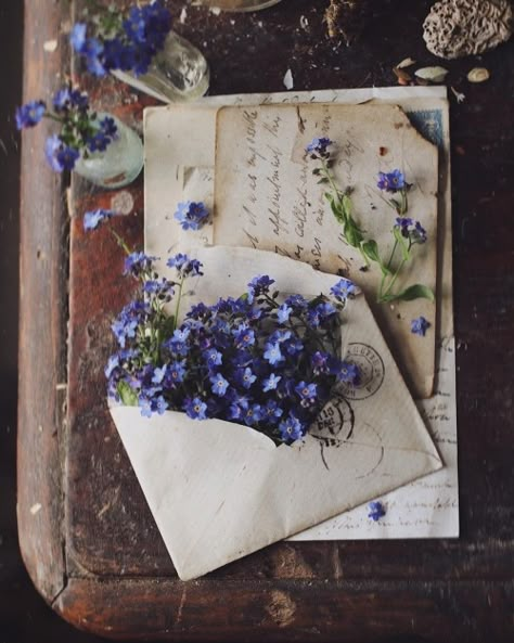 Raindrops And Roses, Book Flowers, + Core + Aesthetic, Forget Me Not, Aesthetic Vintage, Blue Aesthetic, Still Life Photography, Book Aesthetic, Pretty Flowers