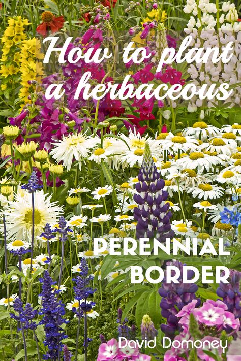 Perennial Border Garden Plans, Perennial Border Design, All Year Round Plants, Border Perennials, Perennial Border Plants, Perennial Borders, Leopard Plant, Flower Borders, Herbaceous Border